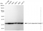 KD-Validated Anti-Cyclin dependent kinase 2 Rabbit Monoclonal Antibody